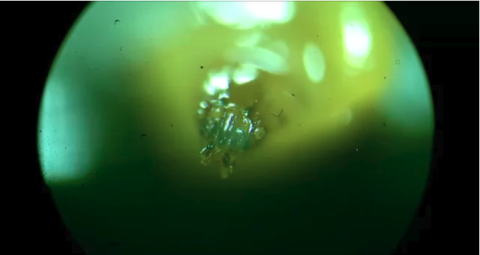 single maggot can eat twice eats body weight in one day