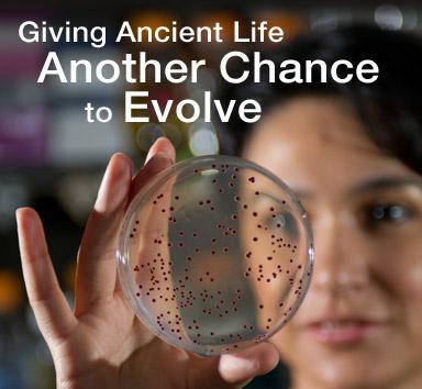 Giving Life Another Chance to Evolve Rotator