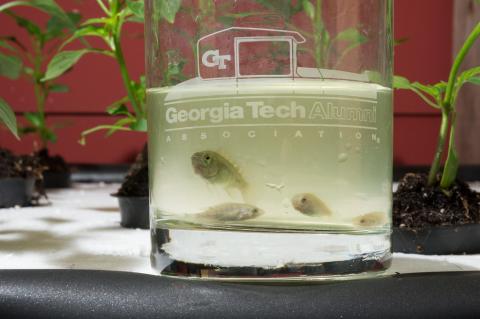 Tilapia in Aquaponics
