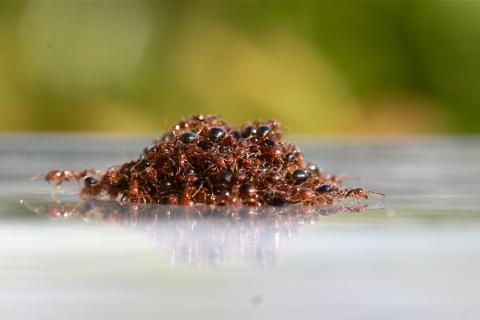 Fire ant raft