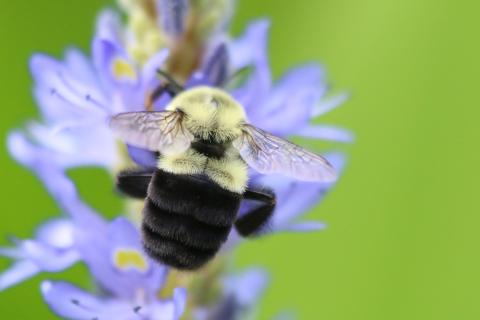 Carpenter bee near the Engineered Biosystems Building. Photo by Yumiko Sakurai