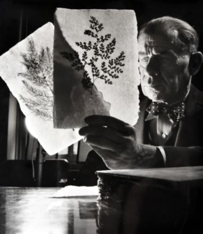 Image shows a man examining two sheets of paper with light shining through. The papers have leaves embedded within. 