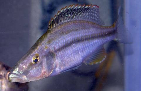 Cichlid