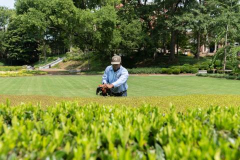 Donald Jordan trims hedges at Tech Lawn.