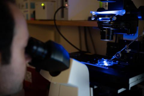Man looks at tumor cells in micrscope