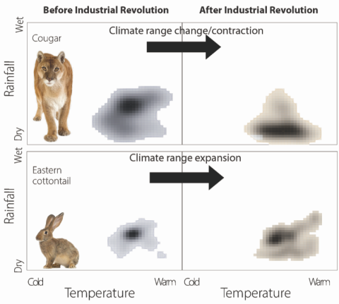 Habitat selection before and after the Industrial Revolution in North America. Cougars (top) have contracted the climates where they live, and rabbits (bottom) have expanded into new climates.
