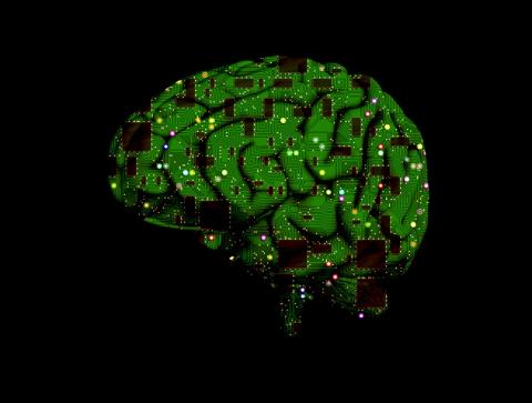 brain