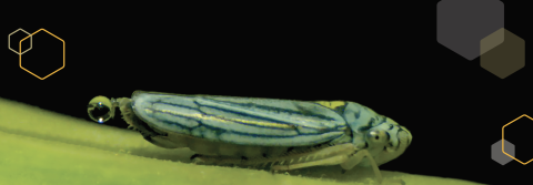 A green sharpshooter insect with a urine droplet forming on his tail rests on a green stem..