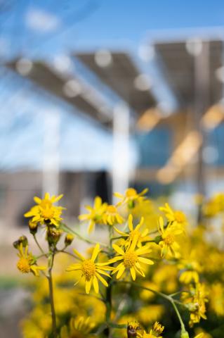 Golden Ragwort in the EcoCommons 