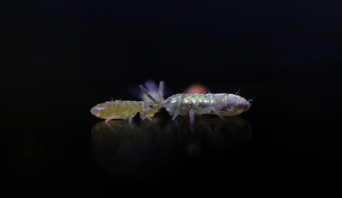 springtails