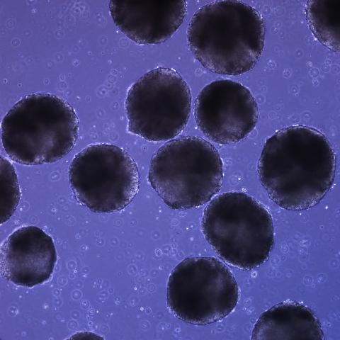 Stem cells from laboratory of Todd McDevitt, Associate Professor at Georgia Tech