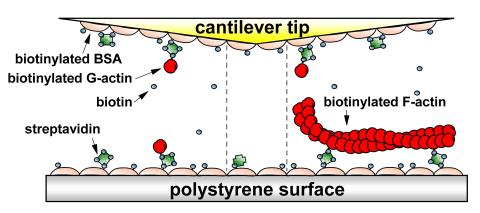 AFM Cantilever for Actin Study