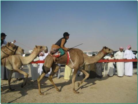 Camels racing during the Al Dhafri Camel Festival
