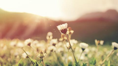 flowers blooming in a field