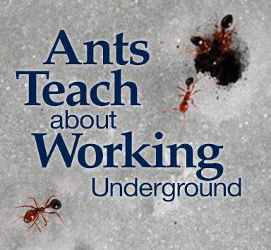 Ants - Rotator