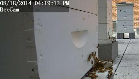 Bee Cam Still