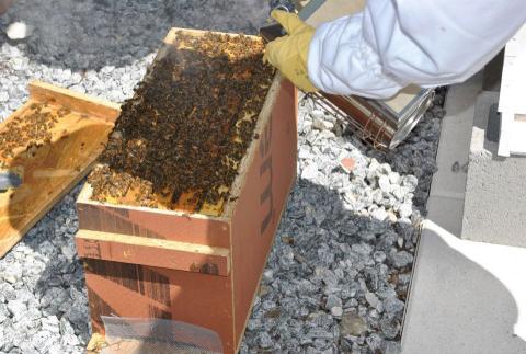 Georgia Tech Urban Honey Bee Project