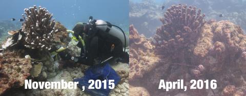Before and After Photo