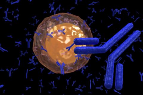 Antibodies