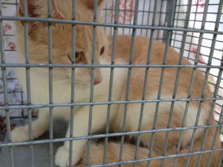 Campus Cat