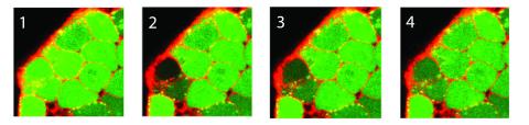 Photo bleaching of cells