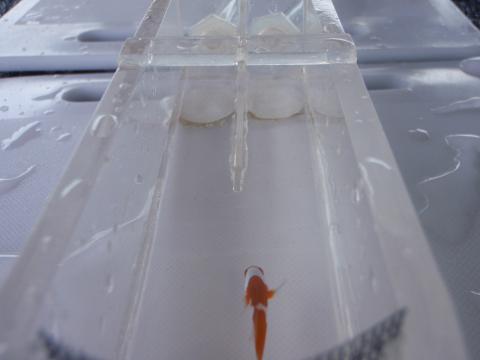Testing fish in a choice chamber
