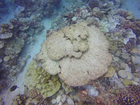 Dead coral colony