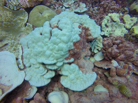 Bleached Porites colony
