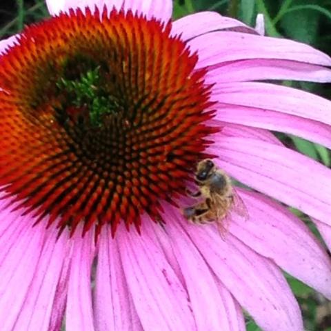 City Bee Image