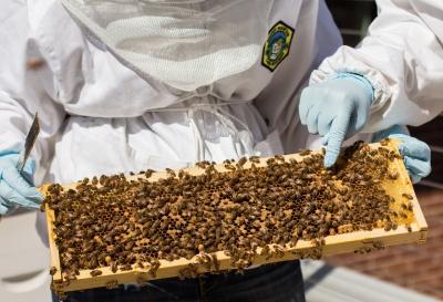 Clough Bee Keepers