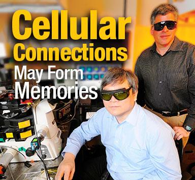 Sticky Cells - Image