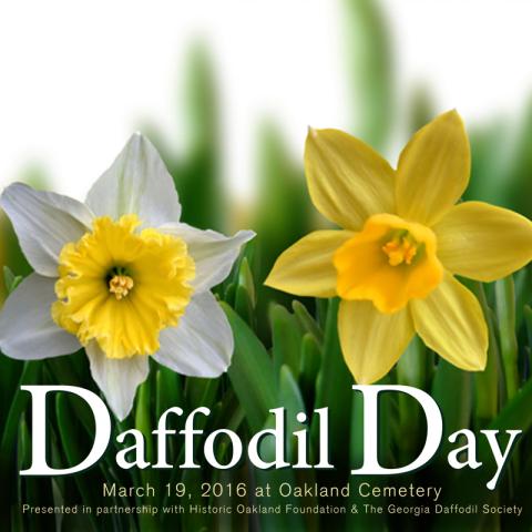 Daffodil Day at Oakland Cemetery