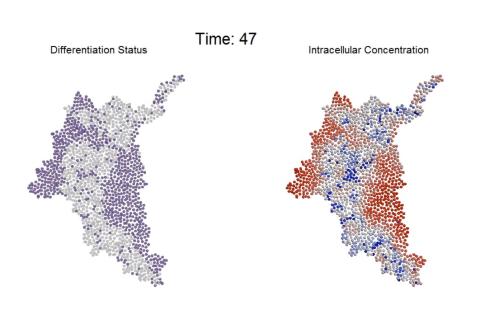 Computational model shows intracellular gradients