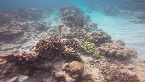 Coral reefs at Christmas Island