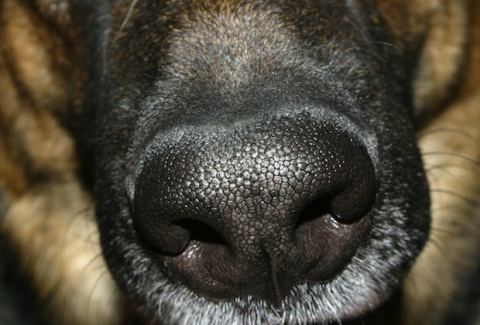 The Nose of a German Shepherd is Packed Full of Receptors