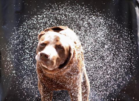 Wet dog shake