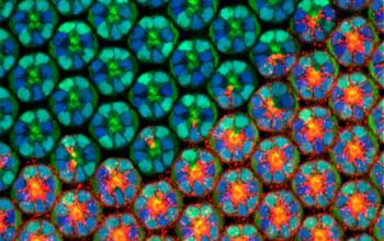 cells