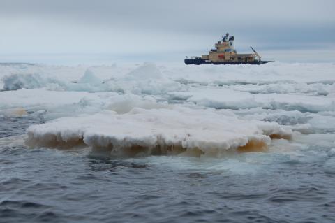 Diatoms in Antarctica