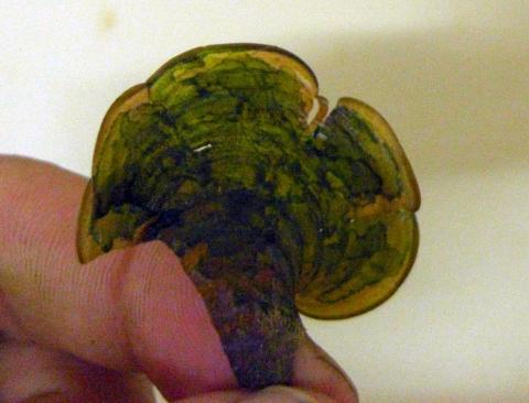 Extract coating