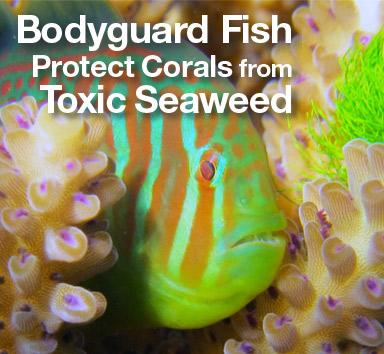Bodyguard fish rotator