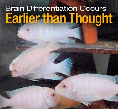 Fish Brains - Rotator