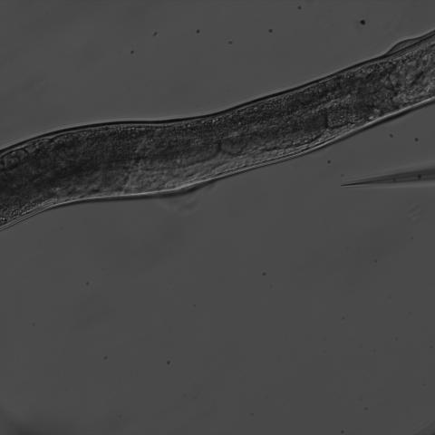 C. elegans lab strain CRISPR DNA injection
