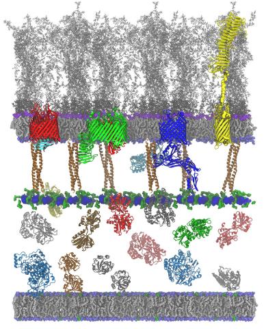 Modeling Bacteria