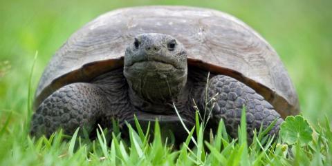 Turtle