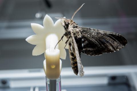 Hawkmoth on flower