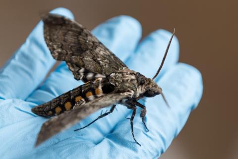 Hawk moth in researcher's hand