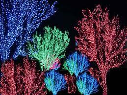 Holiday Lights
