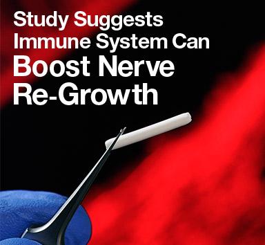 Immune System - Rotator