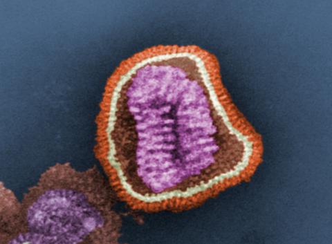 Influenza virus particle
