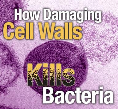 Killing Bacteria - Rotator